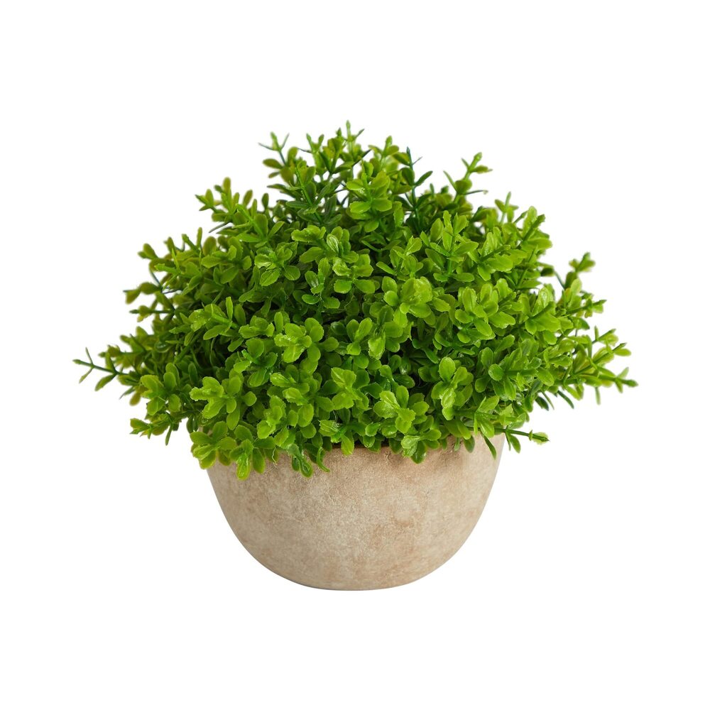 1475 5in. Boxwood Artificial Plant in Decorative Planter